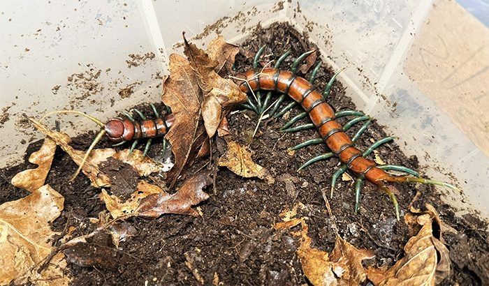 Scolopendra Subspinipes