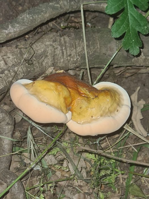 Tincturi dubla extractie Coada curcanului, Ganoderma, (reishi) etc