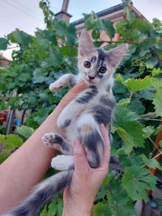 Подарявам котенца