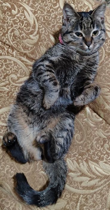 Отдам кошку бесплатно