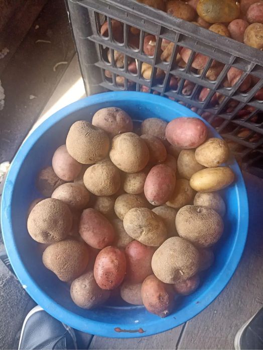 Картофель семеной