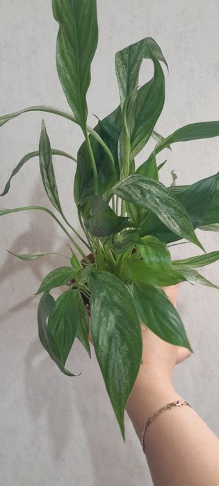 Спатифиллум варигатный