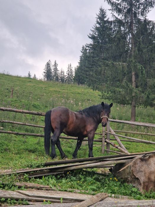 Vand manz de 1 an și 8 luni , pus de câteva ori la ham și la faiton .
