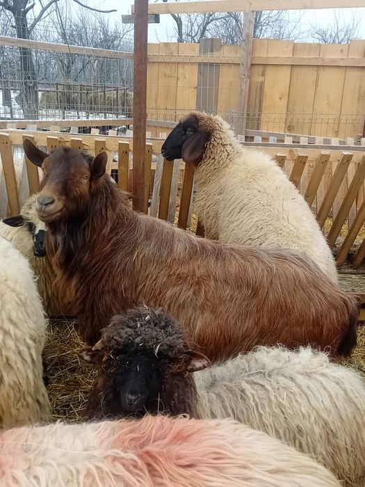 Vând sau schimb cu oi 2 țapi mari castrați