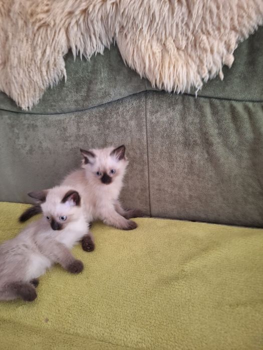 Милые      котята