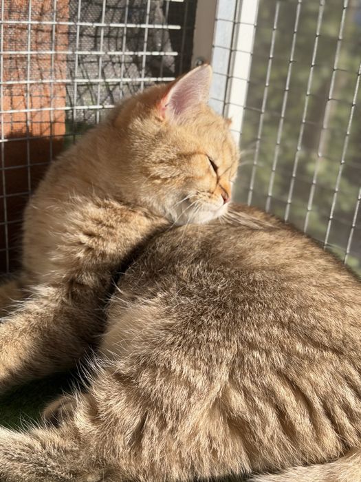 Fetita british shorthair