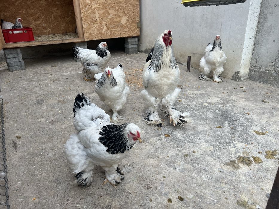 Fam.Brahma HD 2025 si pui