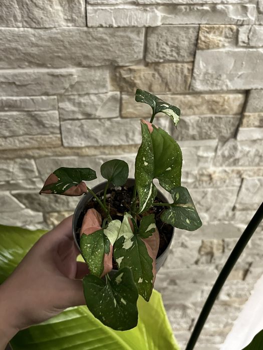 сингониум ред спот триколор