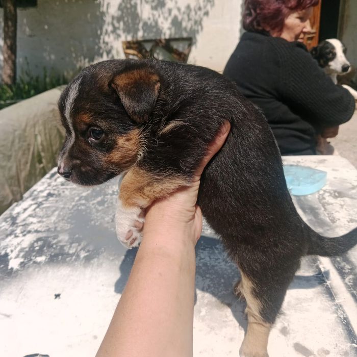 Щенки Джек Рассел