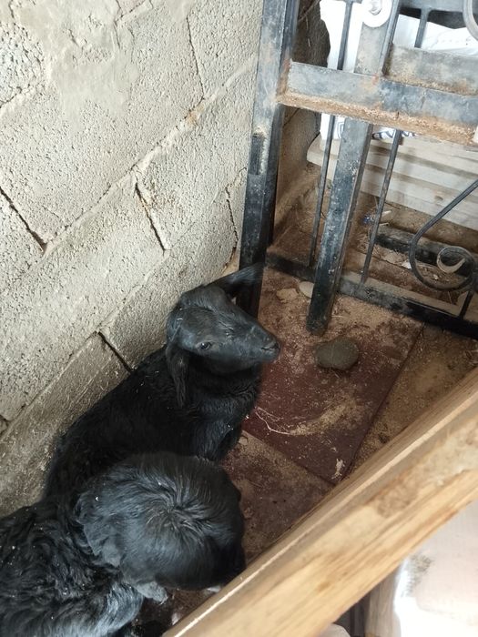 Козы сатылады 2 ургашы