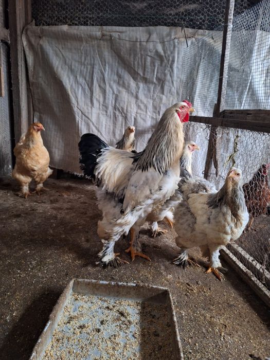 Familie de găini Brahma albe de vânzare!