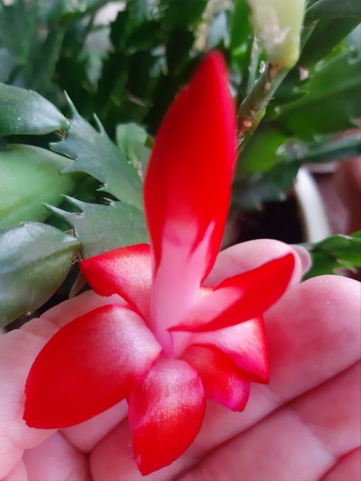 Продам амариллисы, декабристы