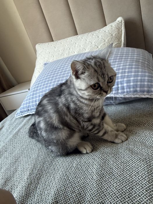 Продам котенка шотланец