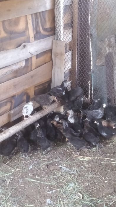 Домашние цыплята.