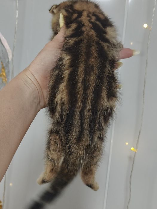 Котята золотисто-чёрный мрамор.
