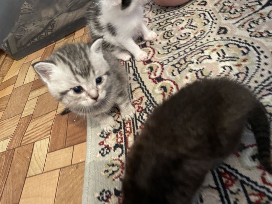 Отдам котят в добрые руки.