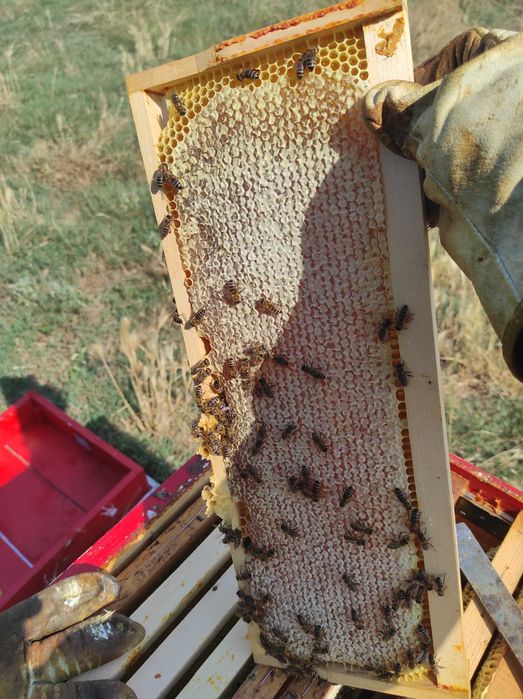 Пчелен мед -Липа,Горски букет,Слънчоглед