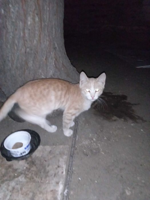 Бездомные котята