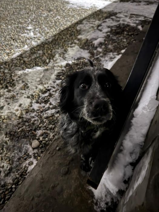 Русский спаниель