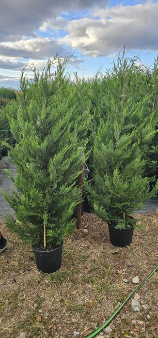 Cupressocyparis leylandii  - Arizonica - Gold