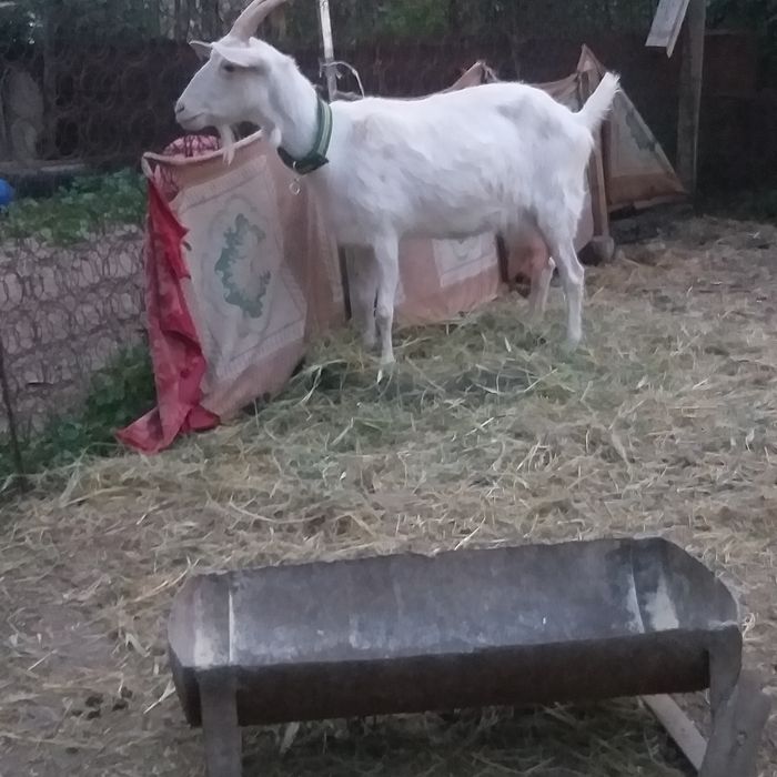 Казел и Казел  занинский