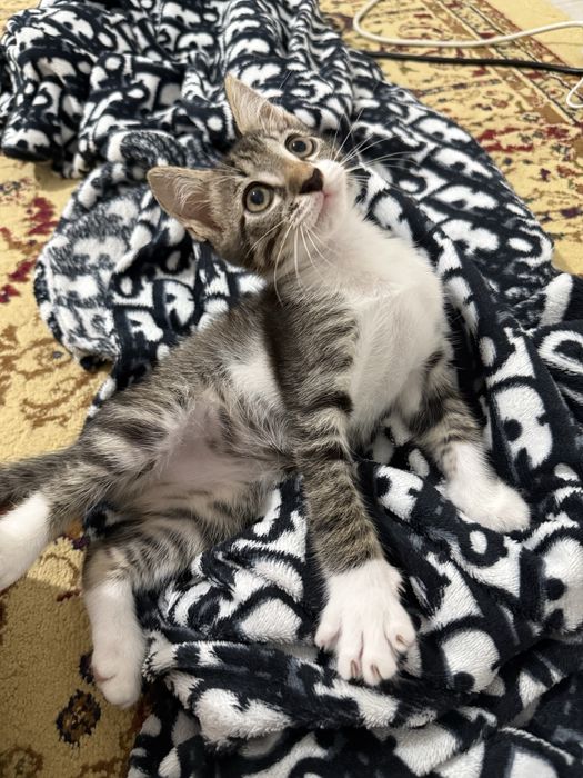 Отдам котенка в хорошие руки