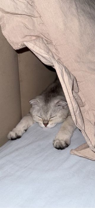 Продаётся котёнок вислоухий шотландец