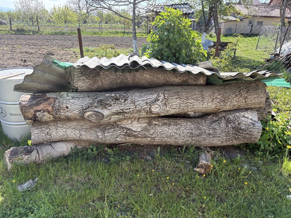 Vand nuc uscat in Sarasau