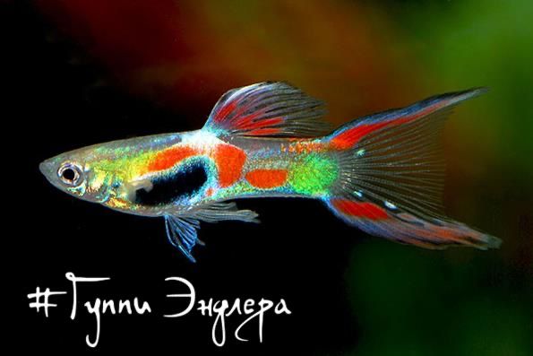 Гуппи Эндлера оптом и в розницу