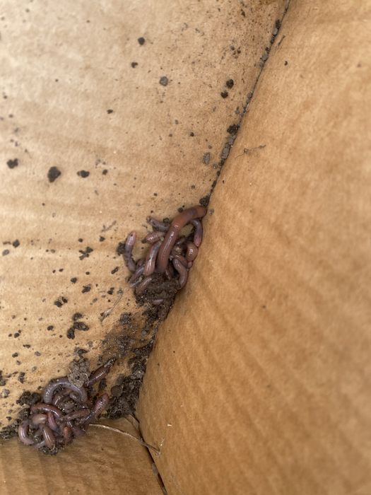 Черви для рыбалки