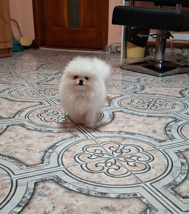 Pomeranian pui femelă, talie mică
