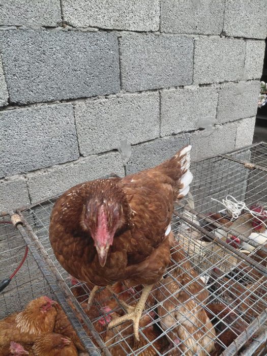 Ломан браун тауыктары сатылады