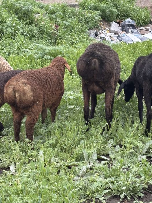 Продам овец арашан