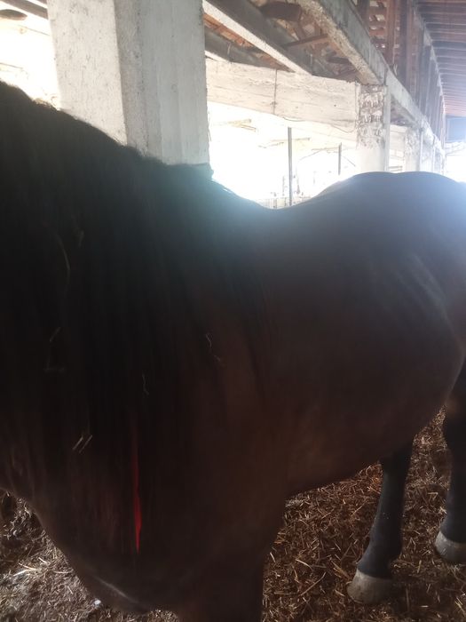 Cal de vânzare preț negociabil