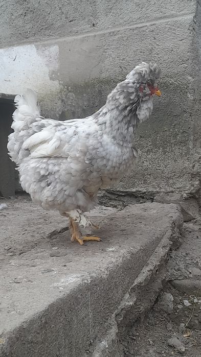 De vânzare Ouă de găină moțate pentru incubat