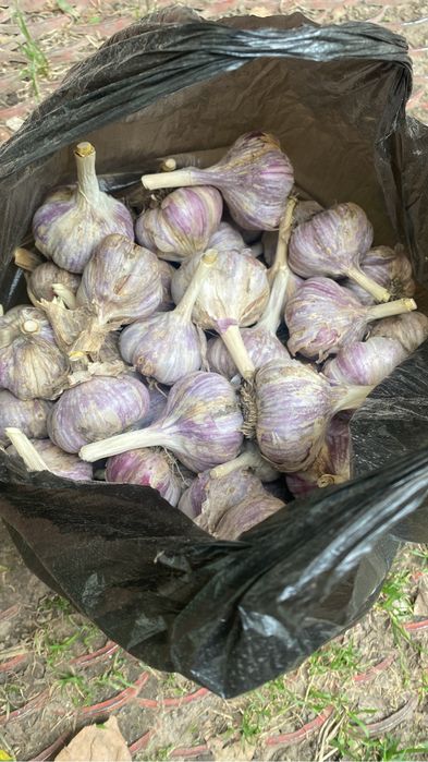 Чесное домашний ,крупный и острый