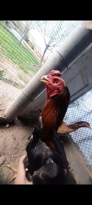 2 рет ойнаган дасрочный пабеда клган