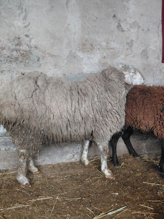 Кошкар сатылады 2ден асып жатр