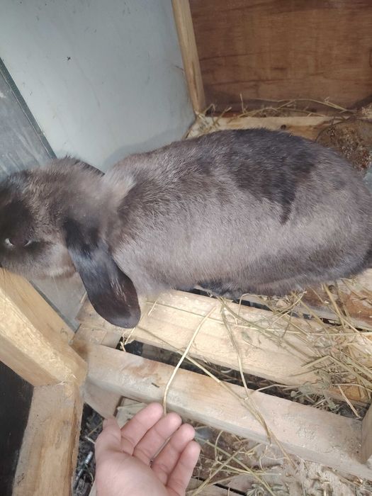 Karlik baran sotiladi