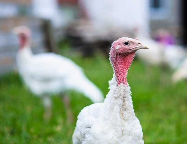 Pui de curca (curcani) Alb