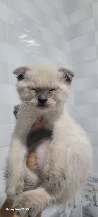 котёнок Скоттиш-фолд