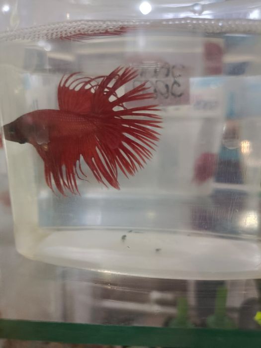 Аквариумные рыбки Петушки