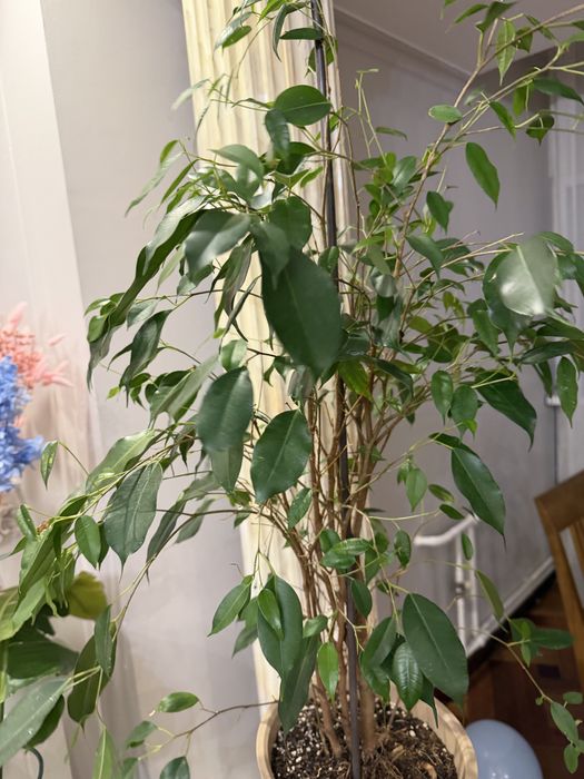 Домашние цветы в хороших грунтах