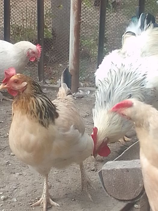 Продам домашних куры