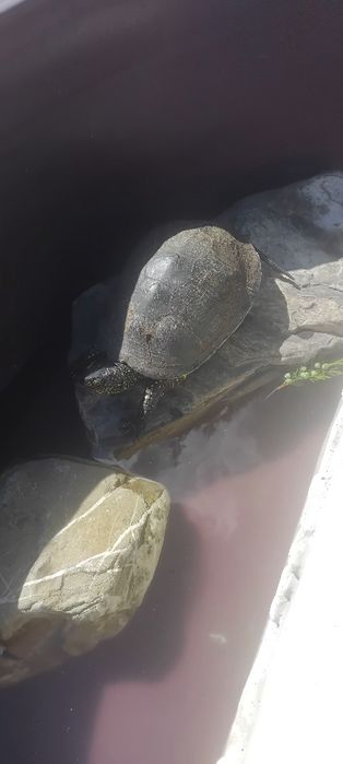 Vând o broască .are aproape un kilogram.e de apa .Plec in afară si nu are si sa o îngrijească