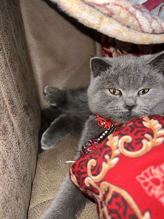 Skotsh britsh toza zotli