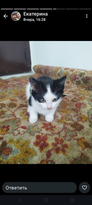 Срочно отдам в добрые руки