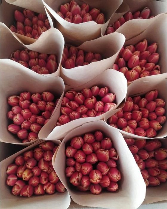 Тюльпаны к 14 февраля и 8 марта оптом