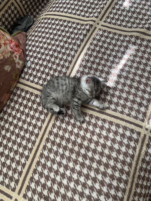 Котенок хароши в