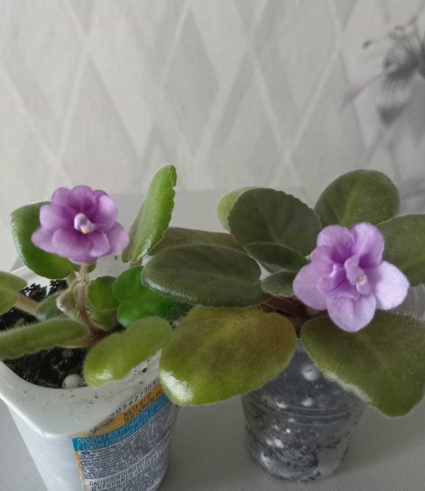 Фиалки продаются